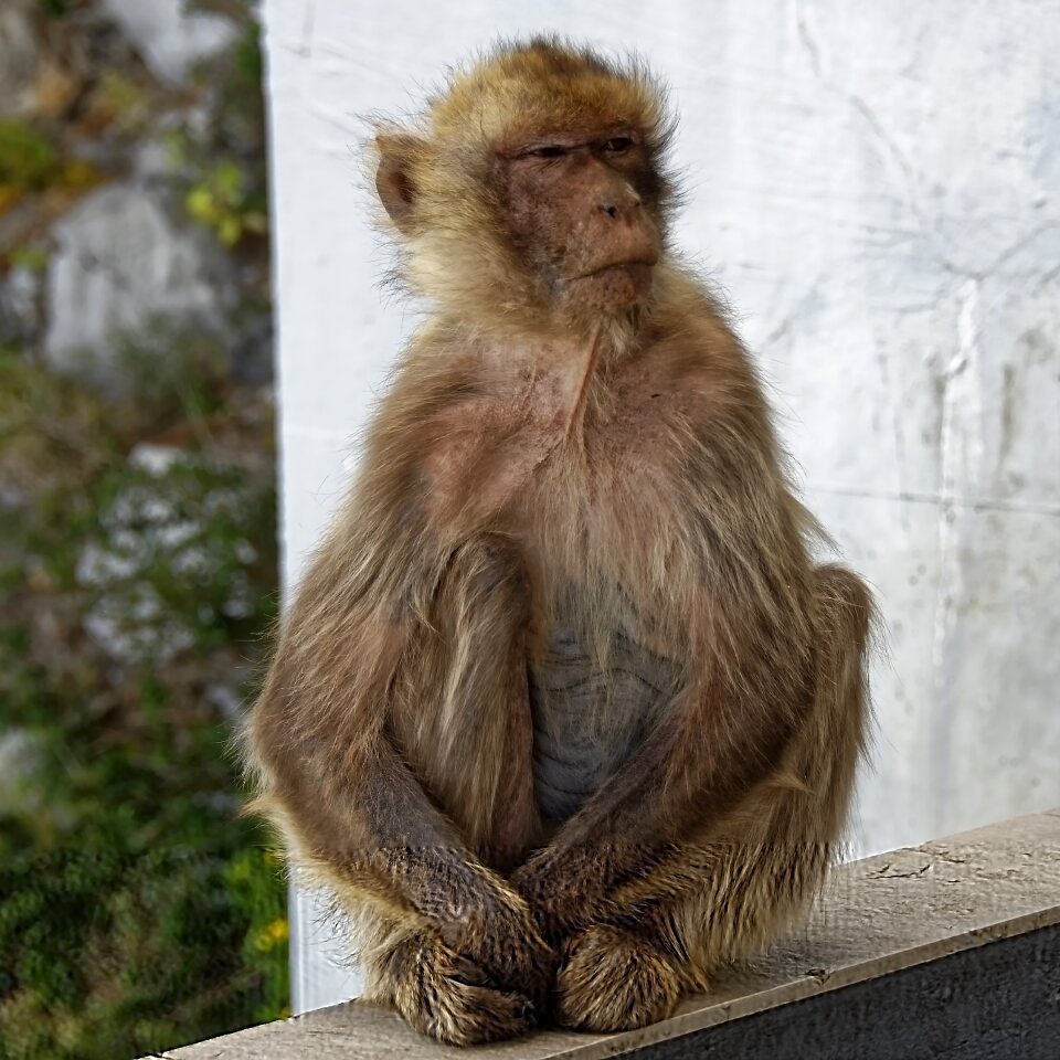 Primates nature gibraltar