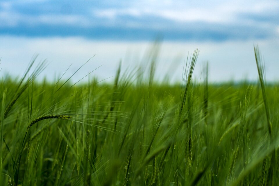Landscape sky cereals