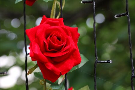 Rose garden nature spring