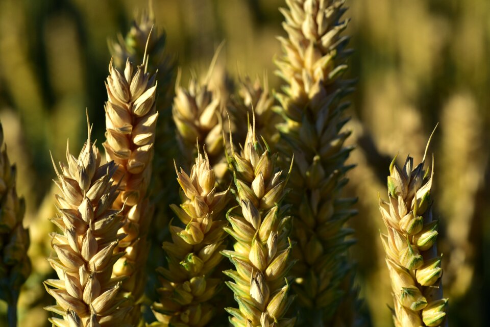 Ears of corn grain food