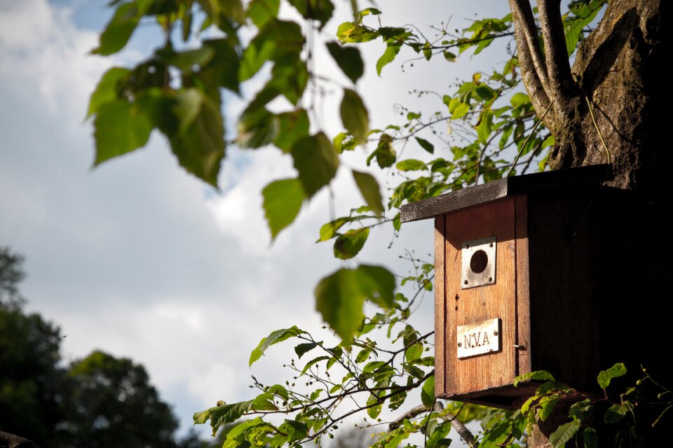 Nature animal bird feeder