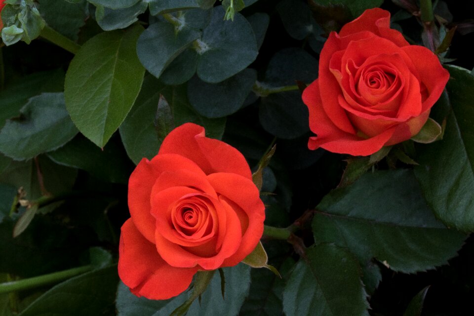 Rose garden nature spring