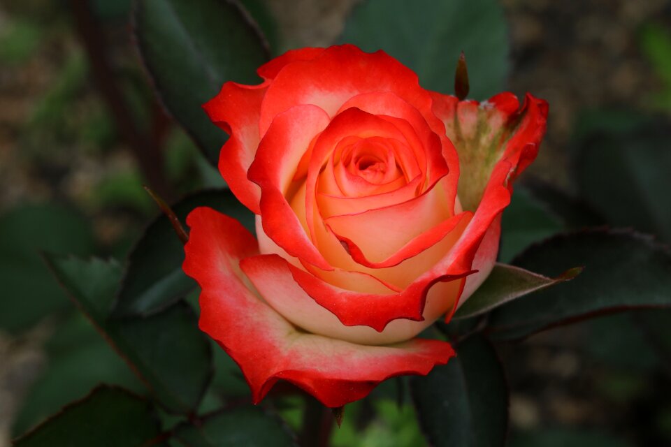 Rose garden nature spring