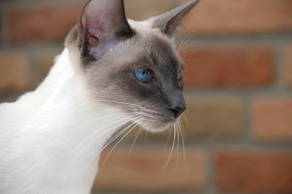 Domestic cat mieze head