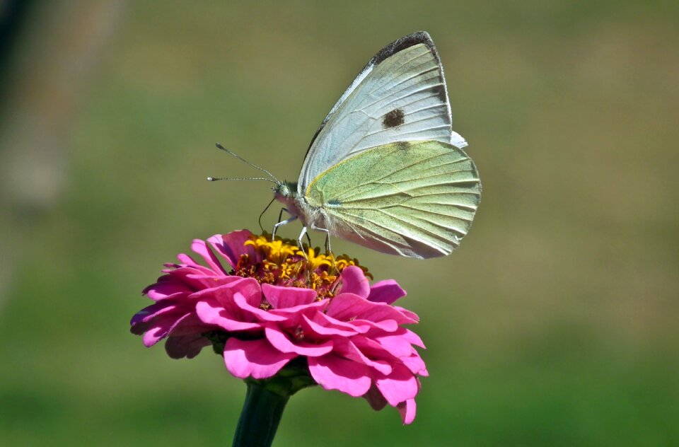 Macro summer insect