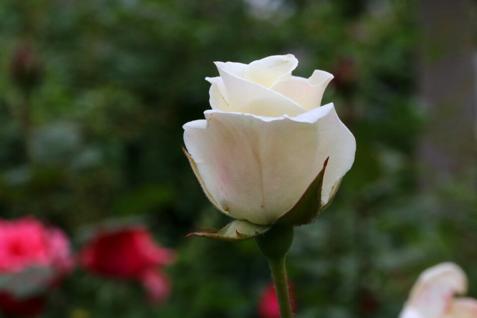 Rose garden nature spring
