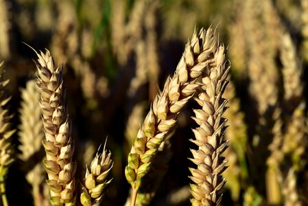 Ears of corn grain food photo