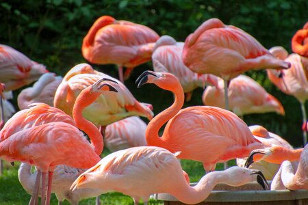 Colorful plumage bird