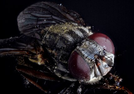 Macro close up insect photo