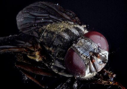 Macro close up insect