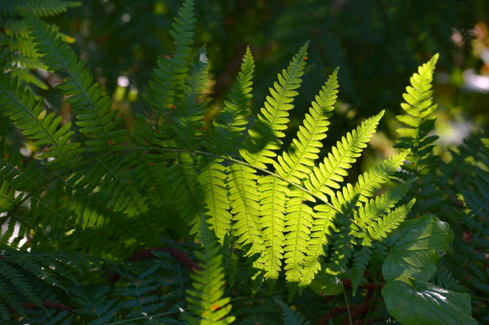 Leaves foliage forest