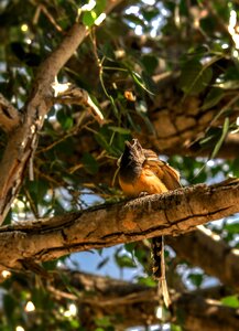 Plumage feather colorful photo