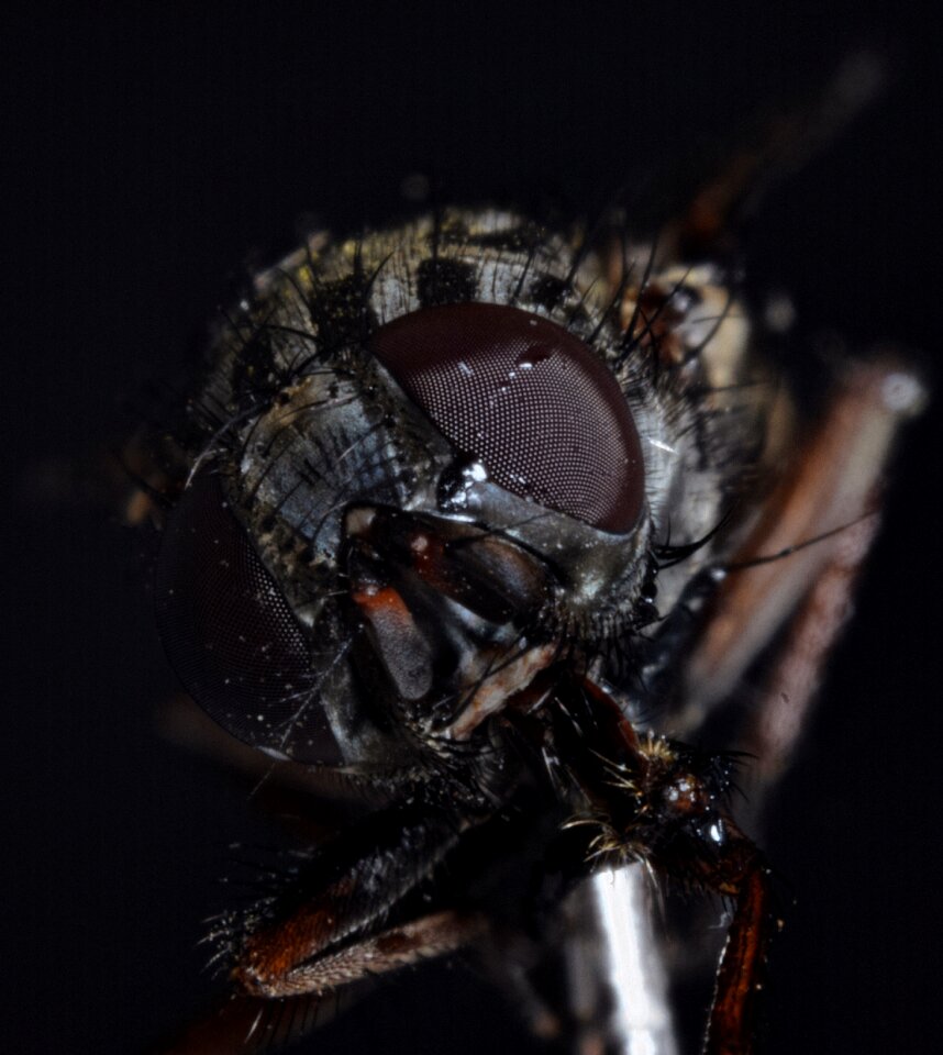 Macro close up insect photo