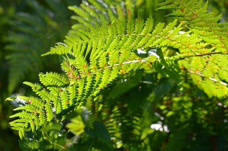 Leaves foliage forest photo