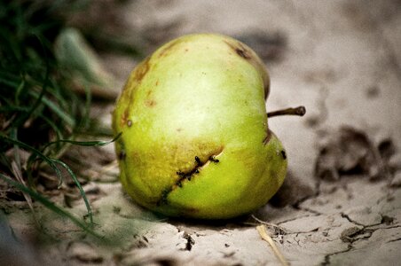 Break up ants fruit