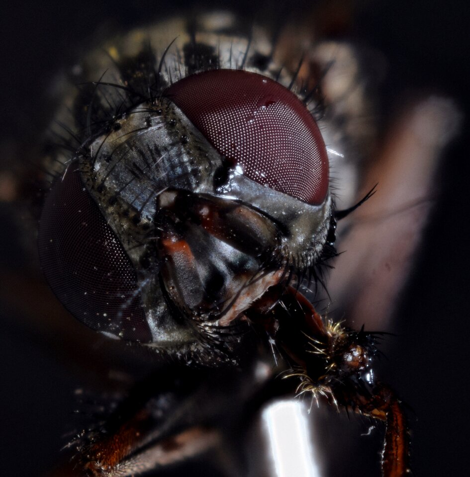 Macro close up insect
