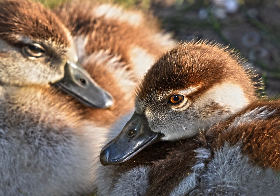 Bird animal wildlife