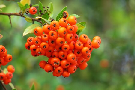Choke berry rubber krametsbeere