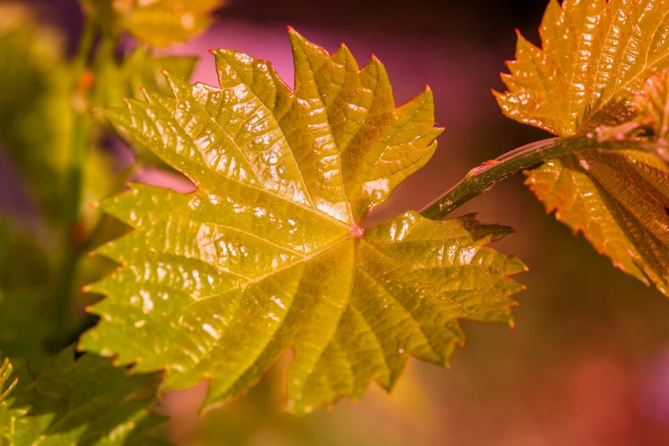 Nature plant spring