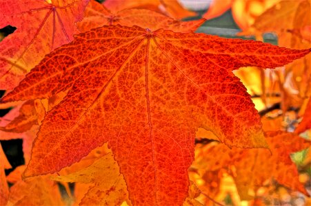 Nature fall foliage fall color photo