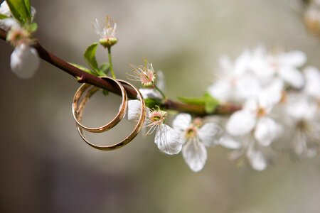 The branch of a tree bloom jewelry