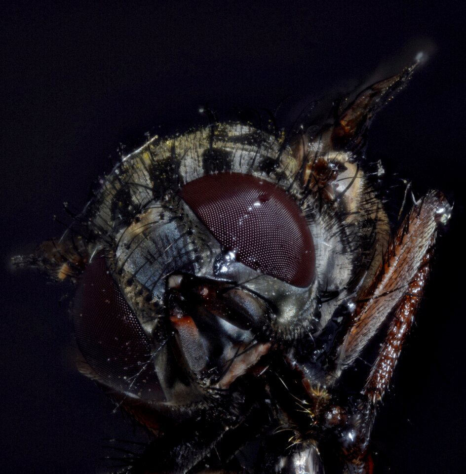 Macro close up insect