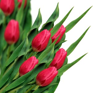 Spring plant white background