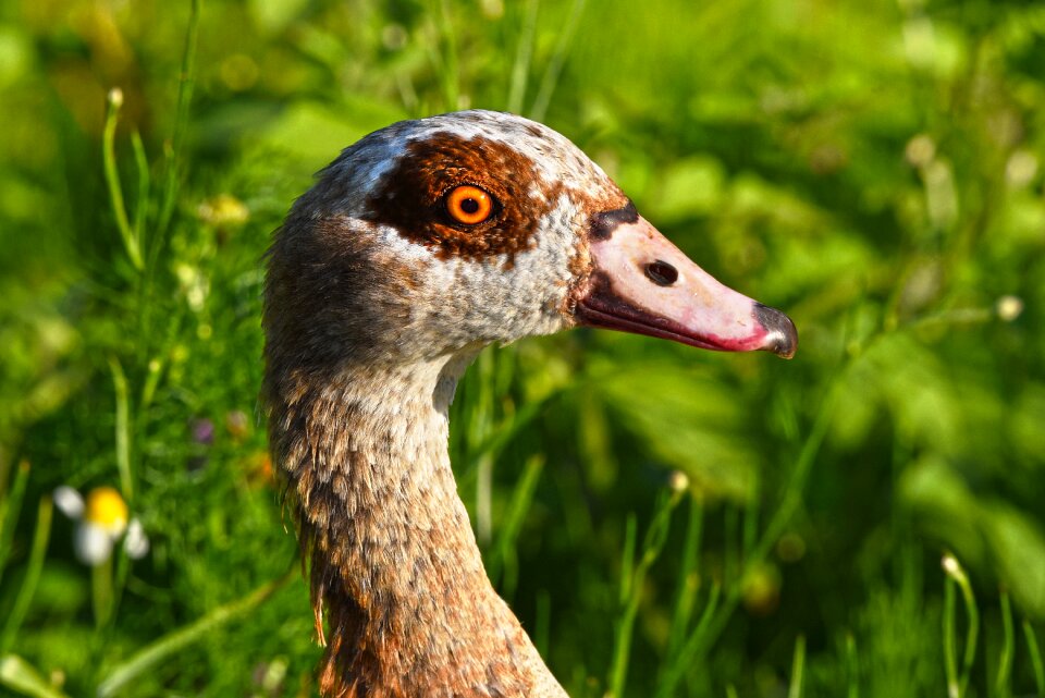 Waterfowl bird animal photo