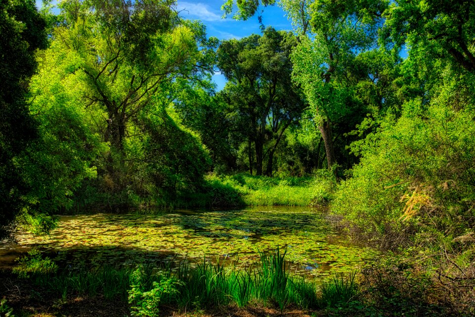 Summer scene park
