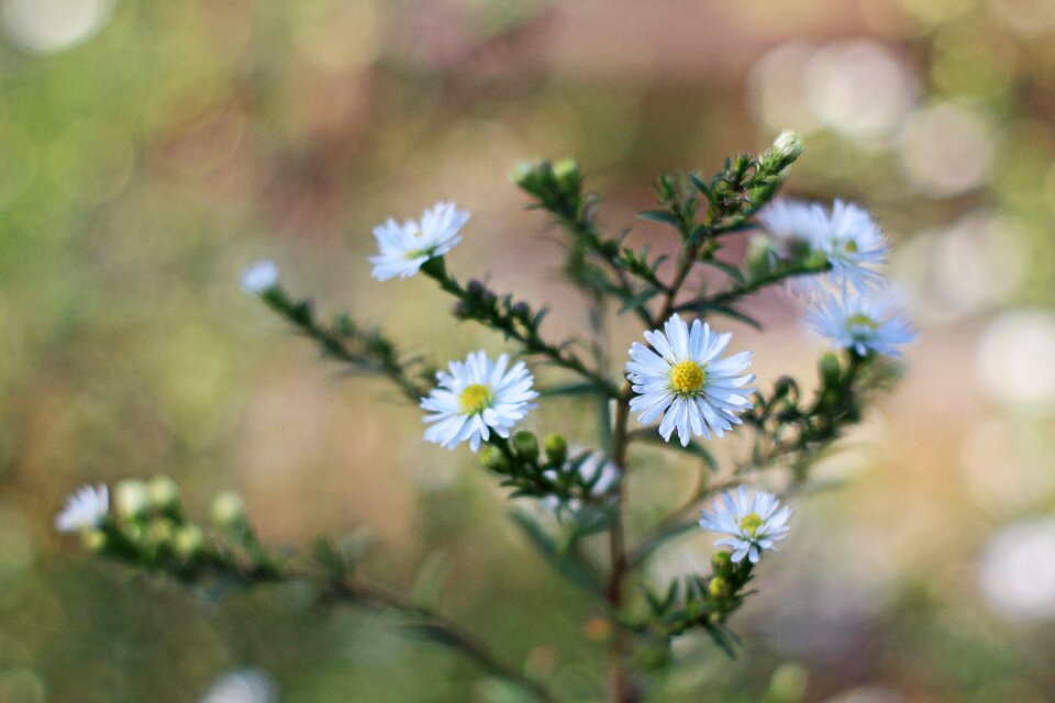 Bloom nature blossom