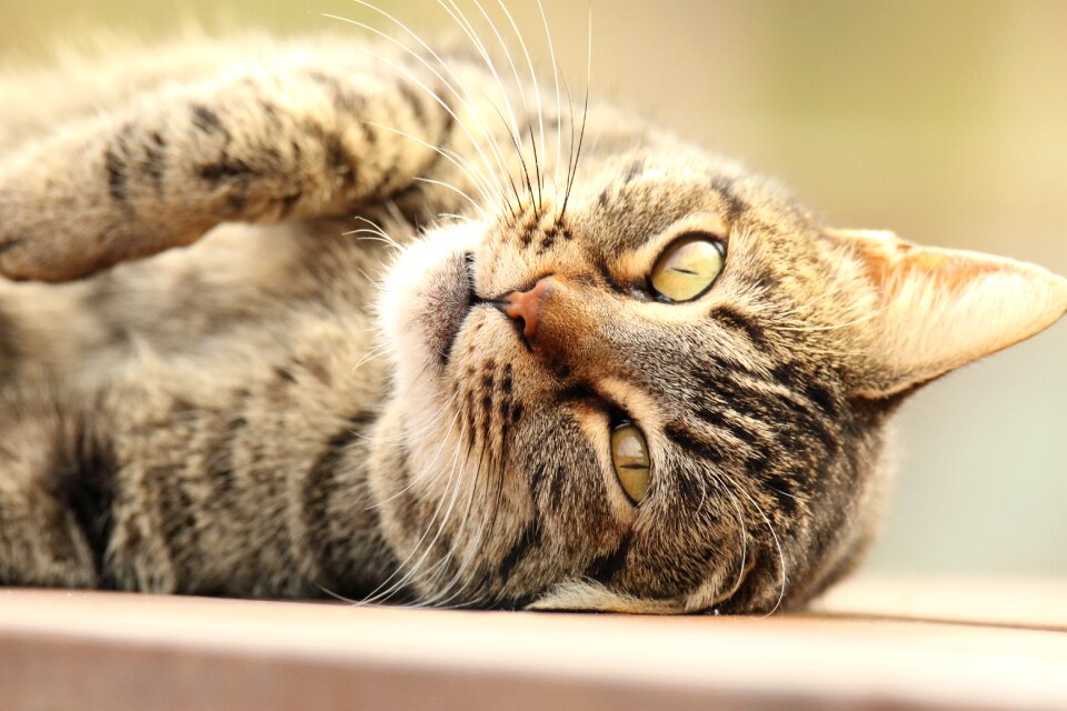 Lying down table outdoors