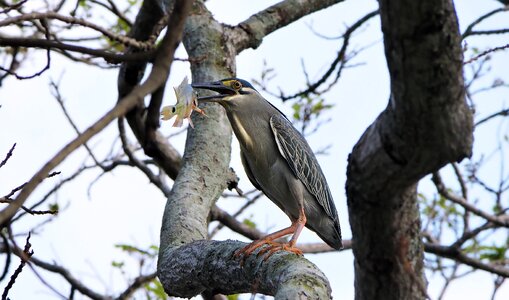 Nature natural bird