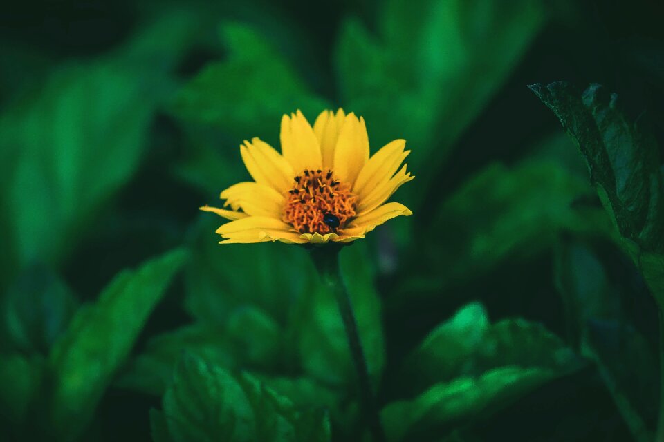 Nature green indian flower