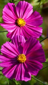 Kosmee cosmos reddish photo