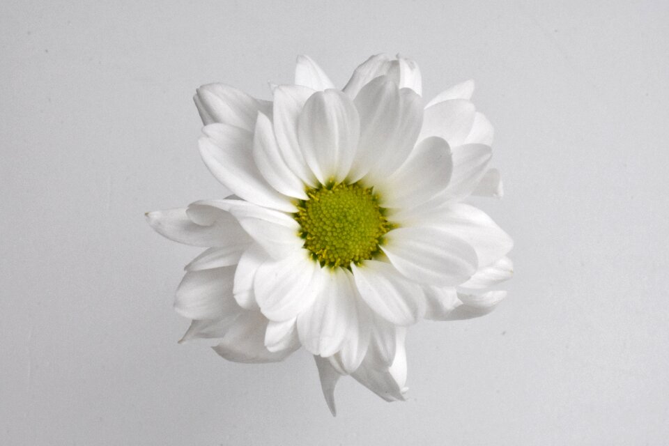 Flower white chrysanthemum