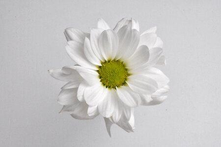 Flower white chrysanthemum