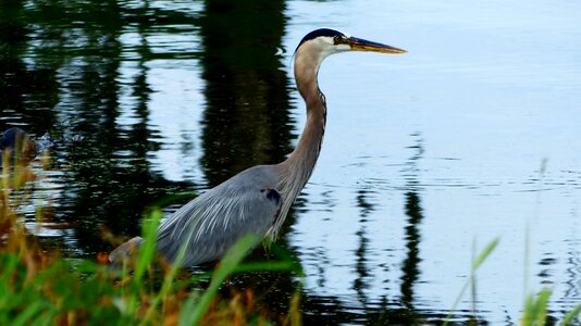 Louisiana marsh water photo