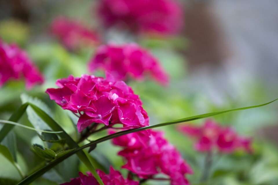 Blossom bloom summer