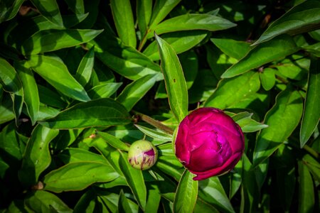 Flower red spring