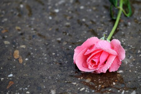 Rain drops flower