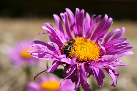 Honey bee blossom bloom photo