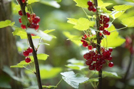 Healthy fruits red