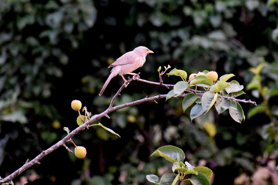 Feather plumage branch