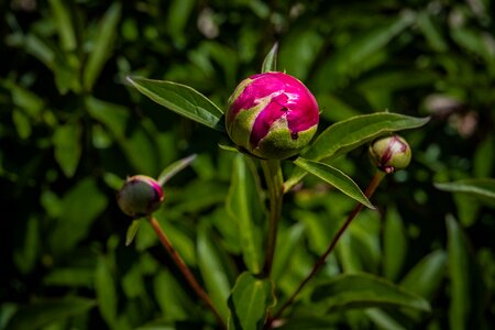 Flower red spring