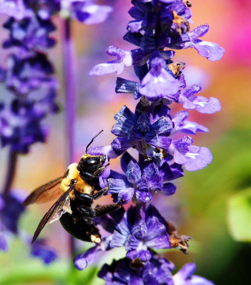 Flower pollination nature