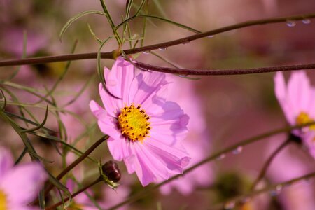 Summer nature pink