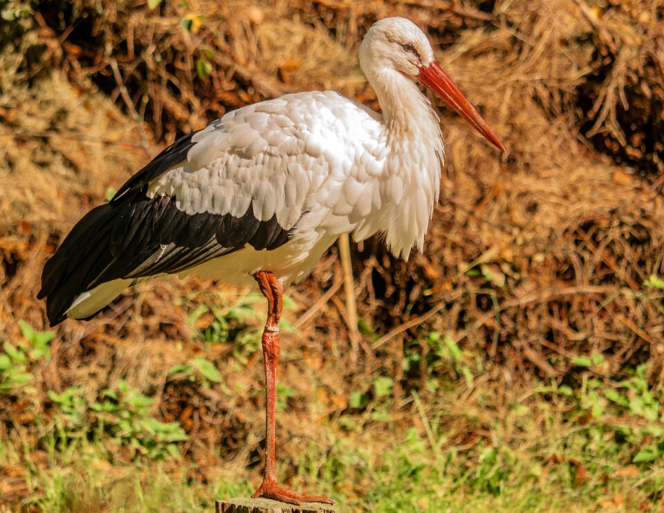 Plumage feather animal