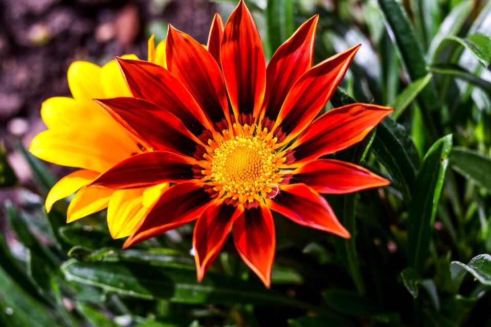 Beautiful flower spring beauty