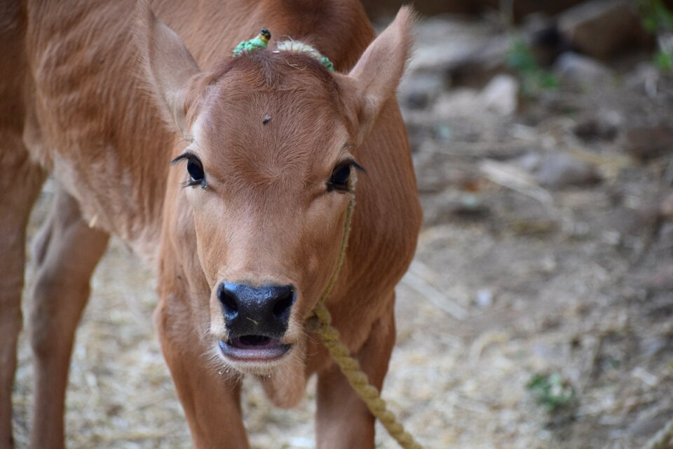 Agriculture cow livestock