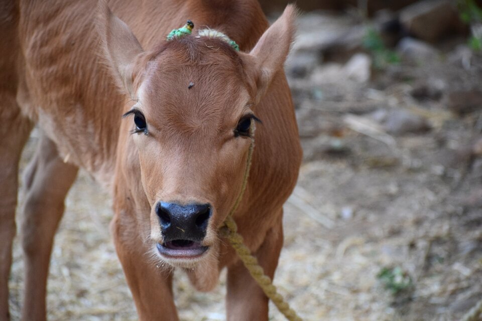 Agriculture cow livestock photo